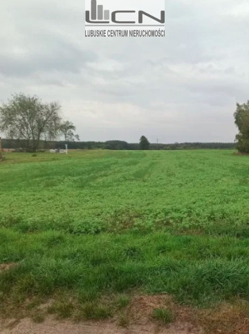 Działka Sprzedaż Ściechów 1